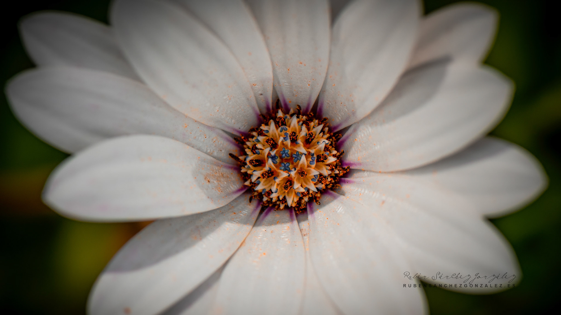 Parque  de Chateau de Nacqueville -Flor -  Macro