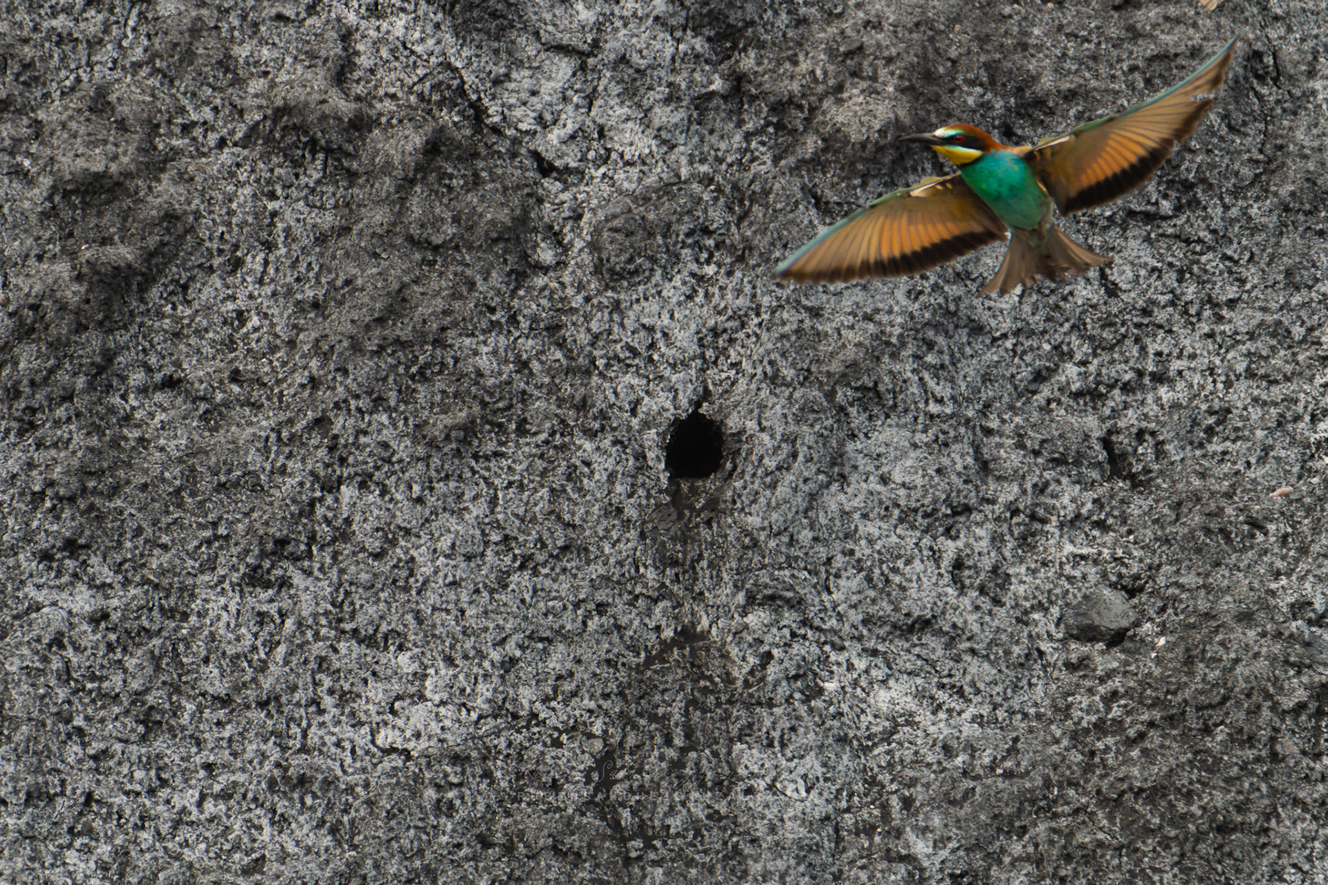 Abejaruco o Merops apiaster - Aves