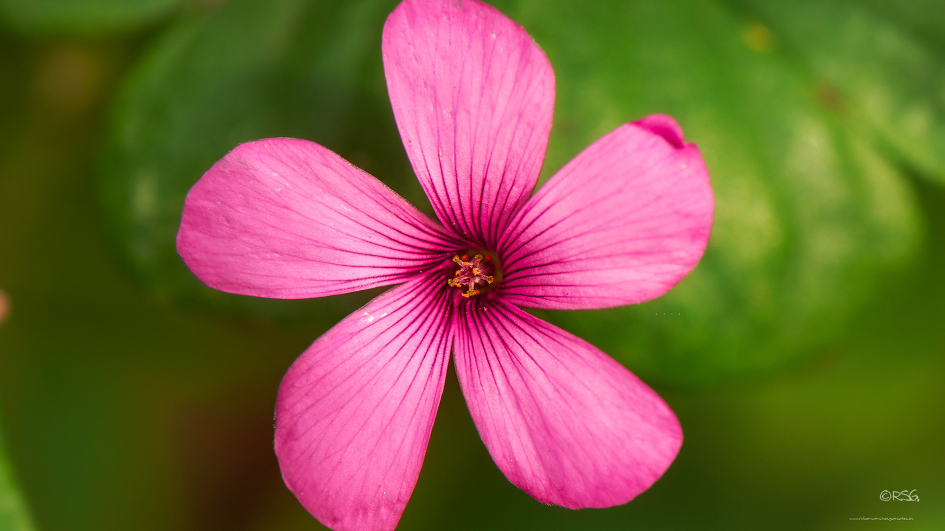 Oxalis deppi - Cruz de hierro - Macro