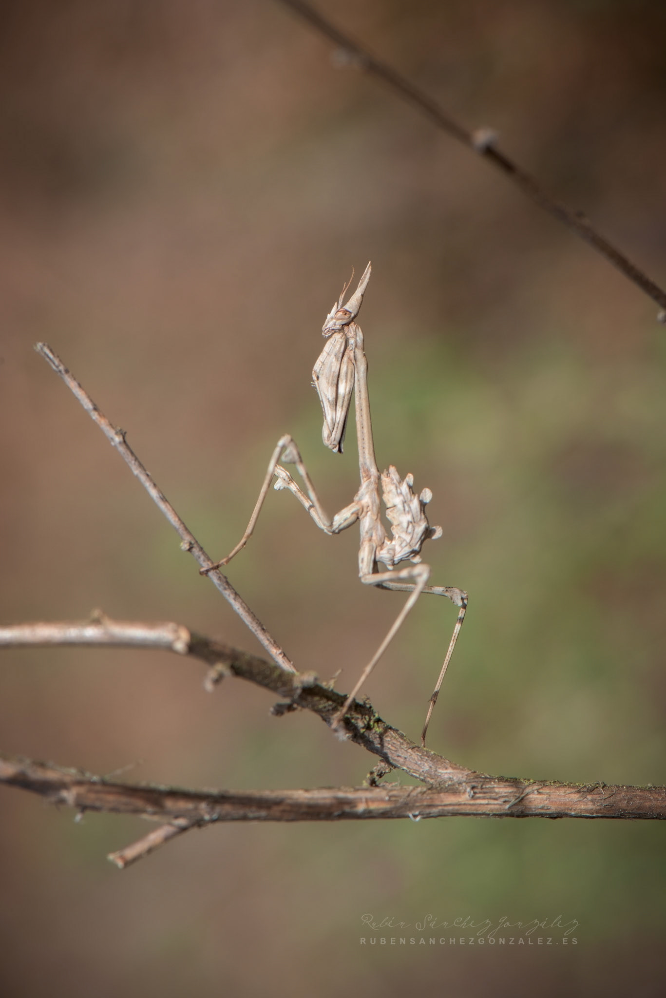 Empusa Pennata o Mantis - Macro