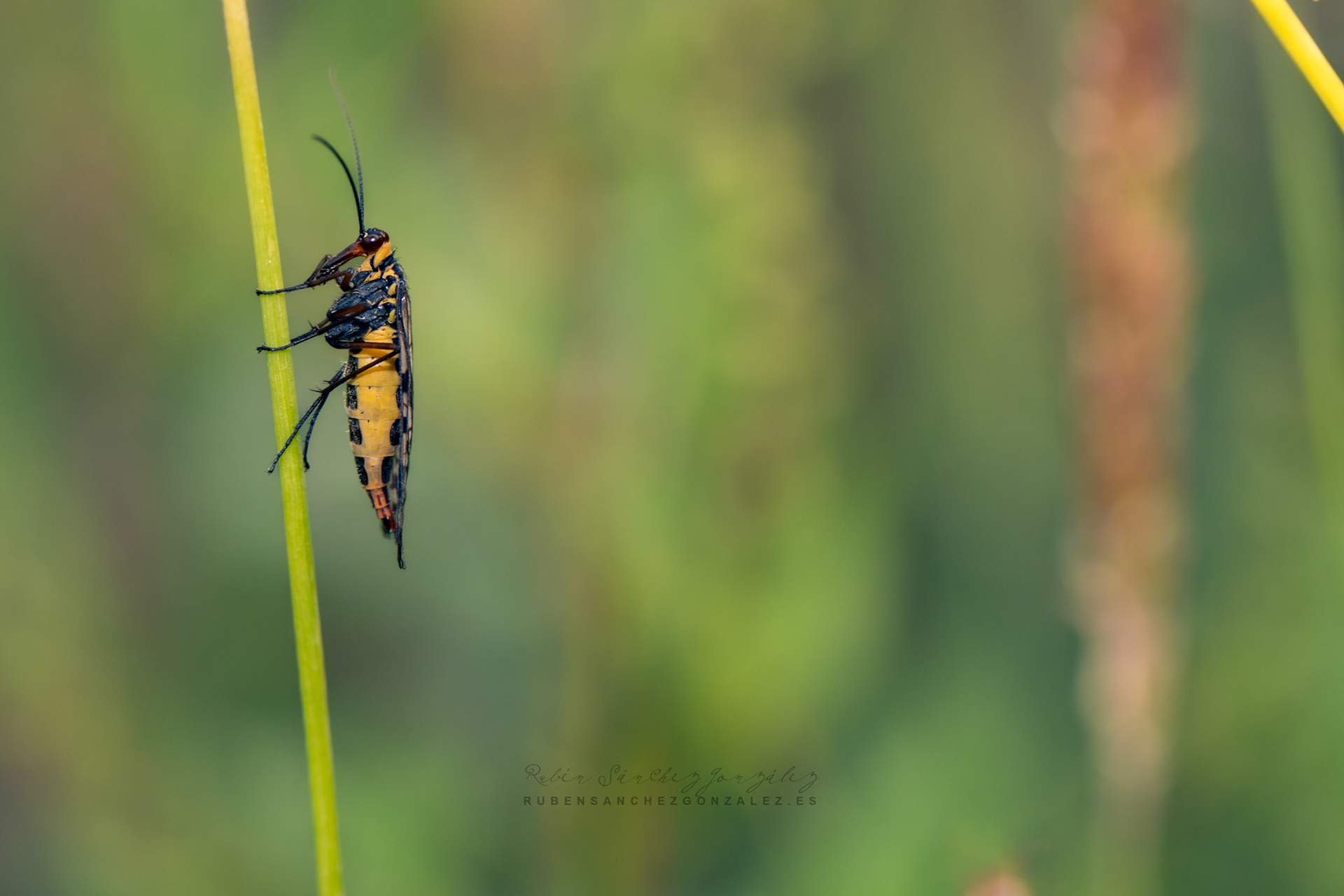Panorpa communis o Mosquito Escorpión Hembra - Macro