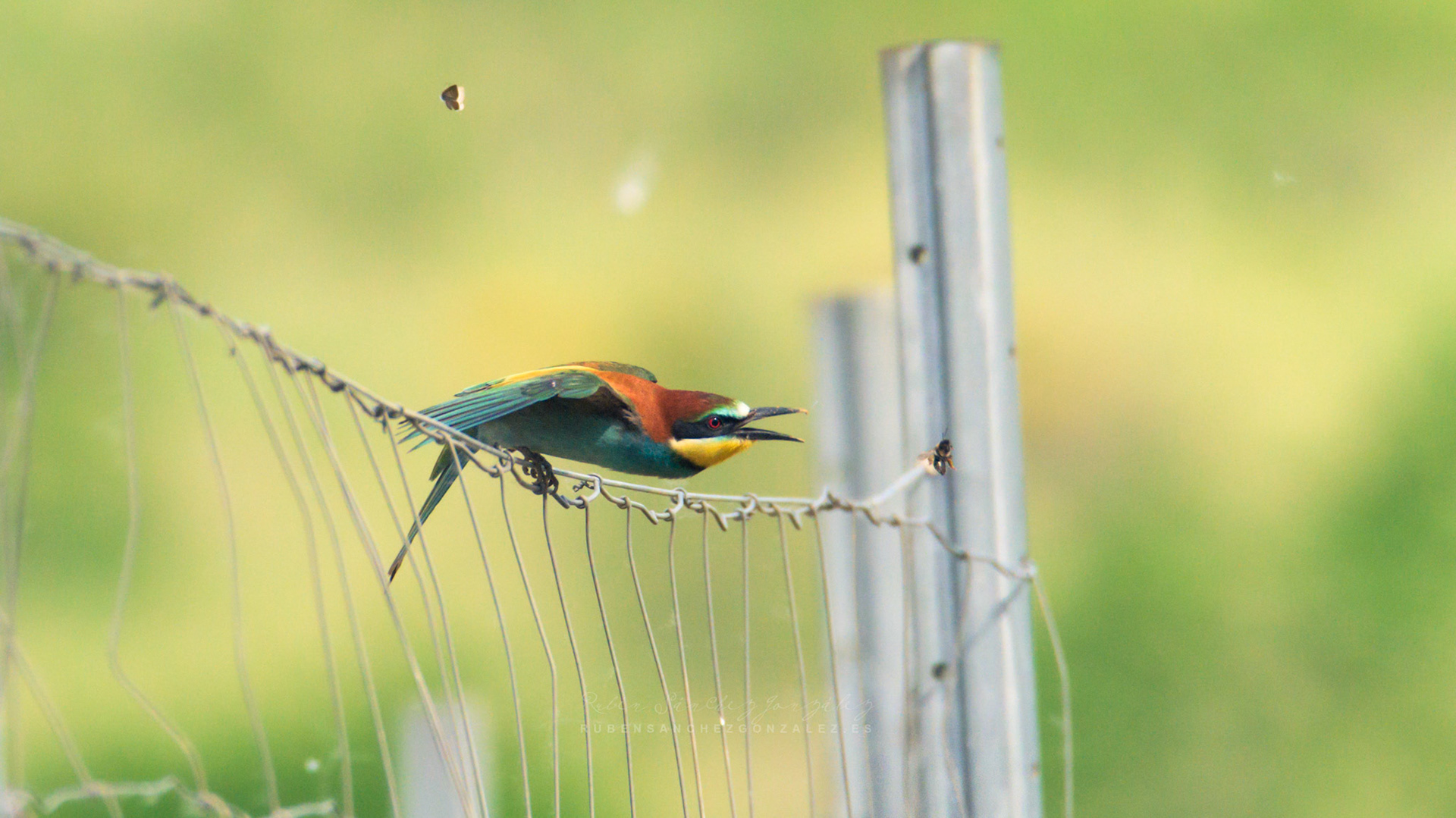 Abejaruco o Merops apiaster - Aves