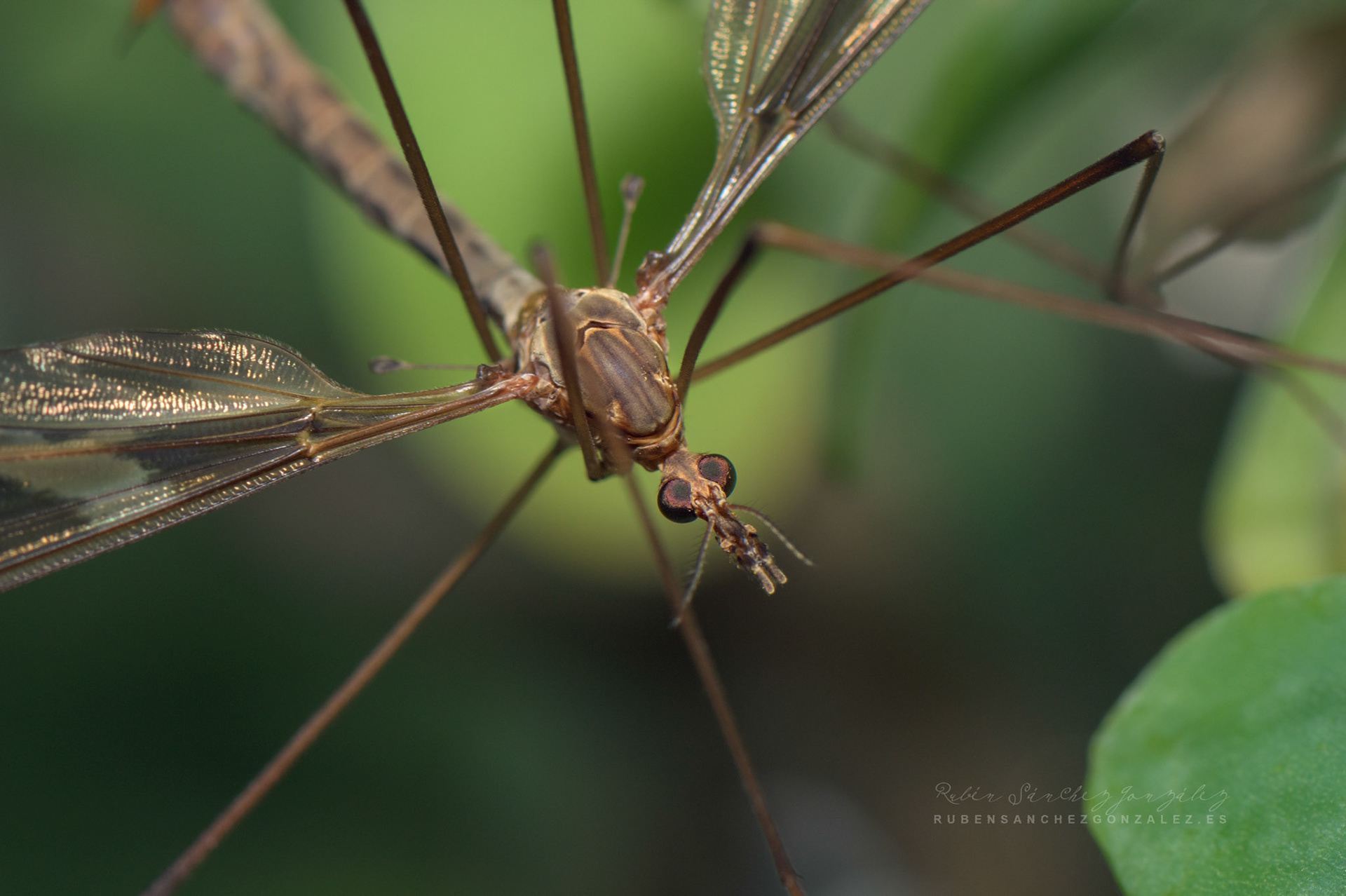 Tipula paludosa - Macro