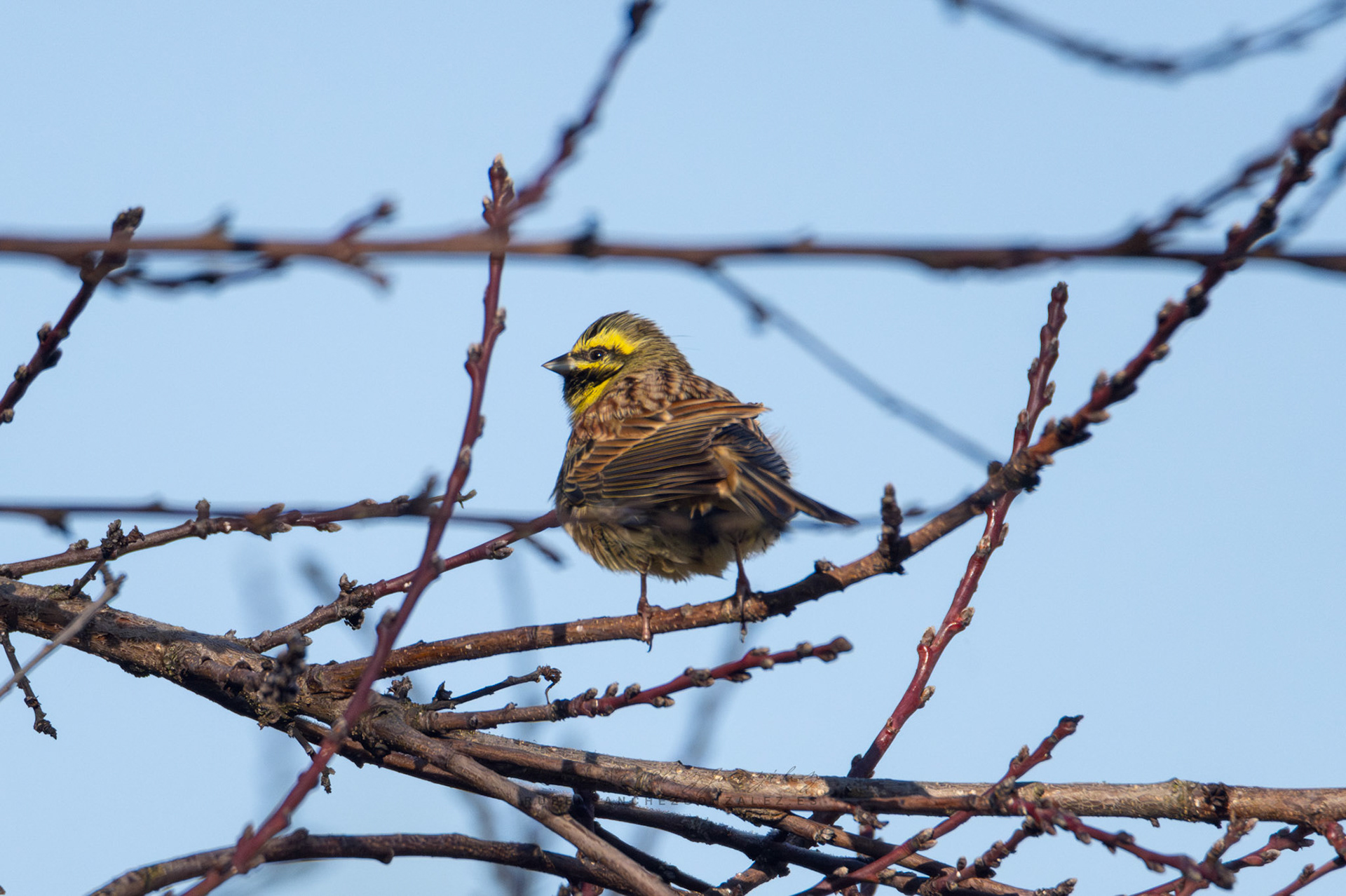 Escribano soteño o Emberiza cirlus - Aves