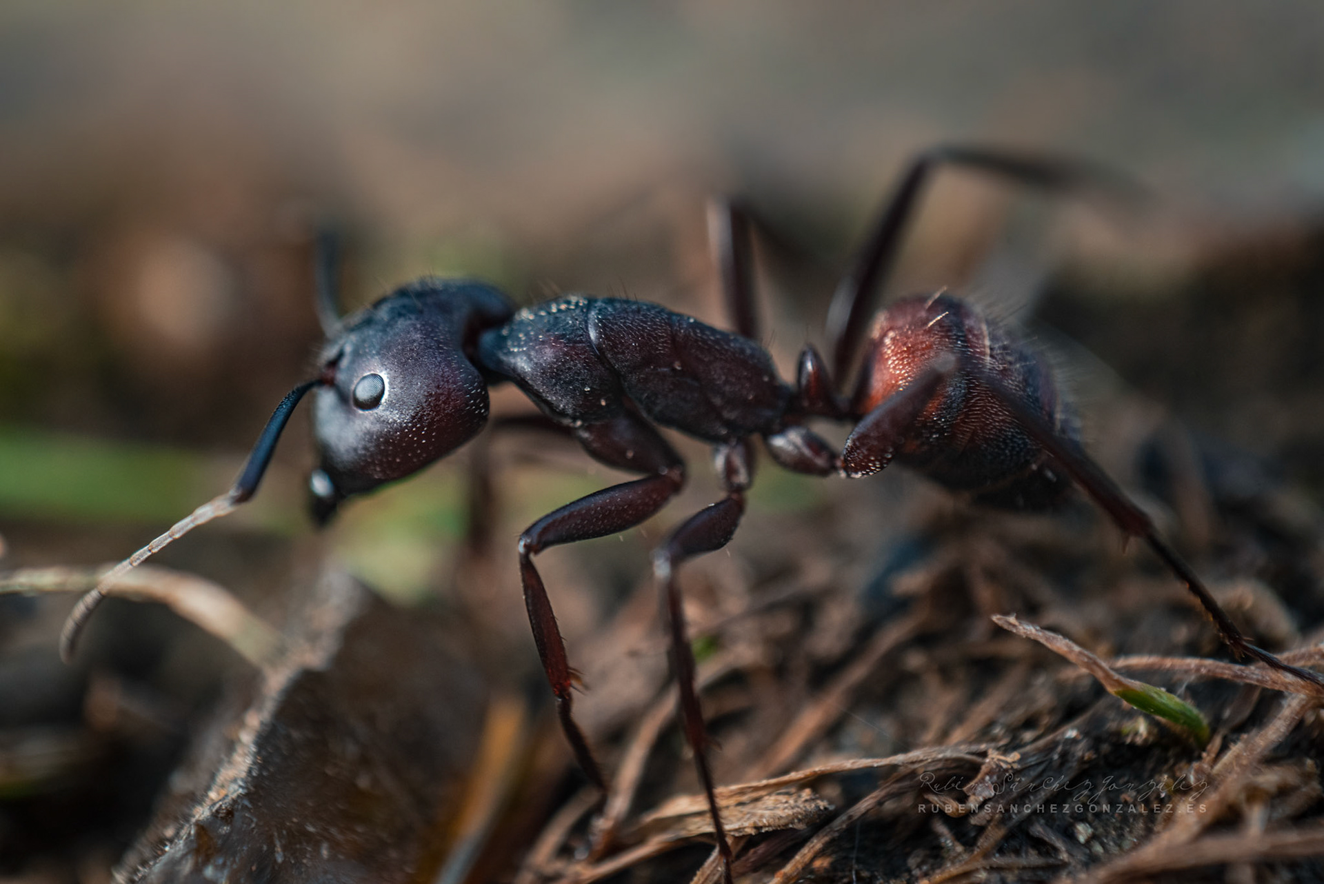 Hormiga exploradora - Macro