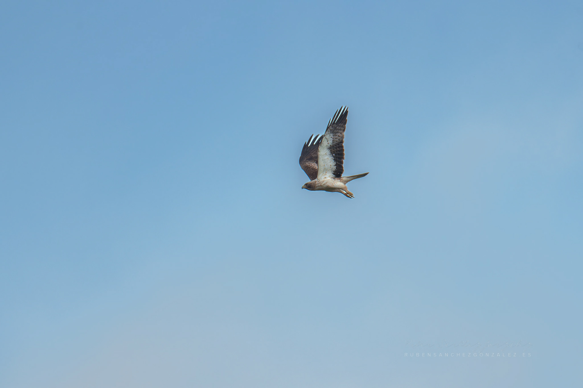 Aguila calzada - Aves