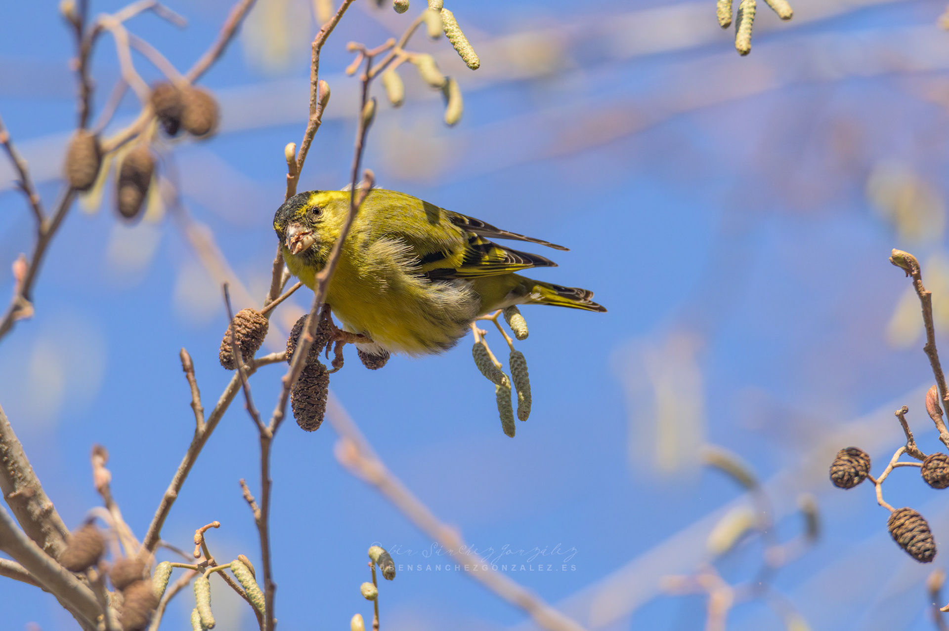 Lugano o Spinus spinus - Aves