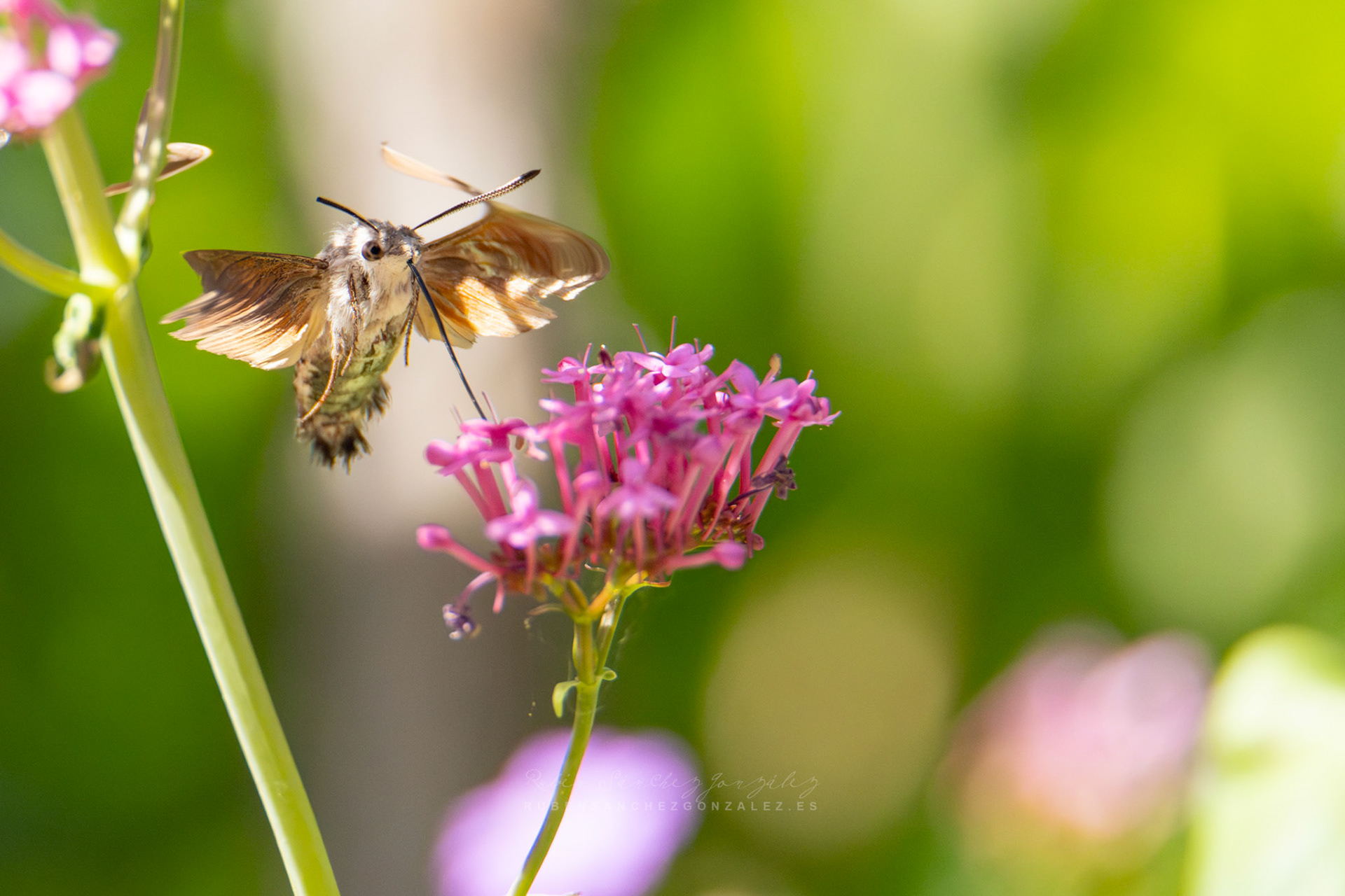 Esfinge Colibrí o Macroglossum Stellatarum - Macro