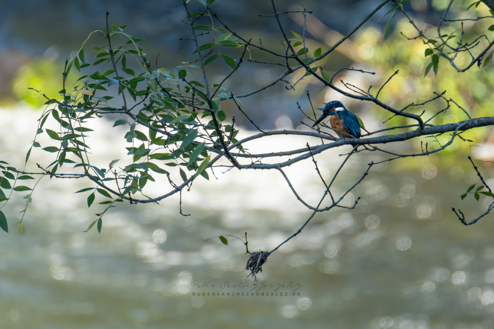 Martín pescador o Alcedo atthis - Aves