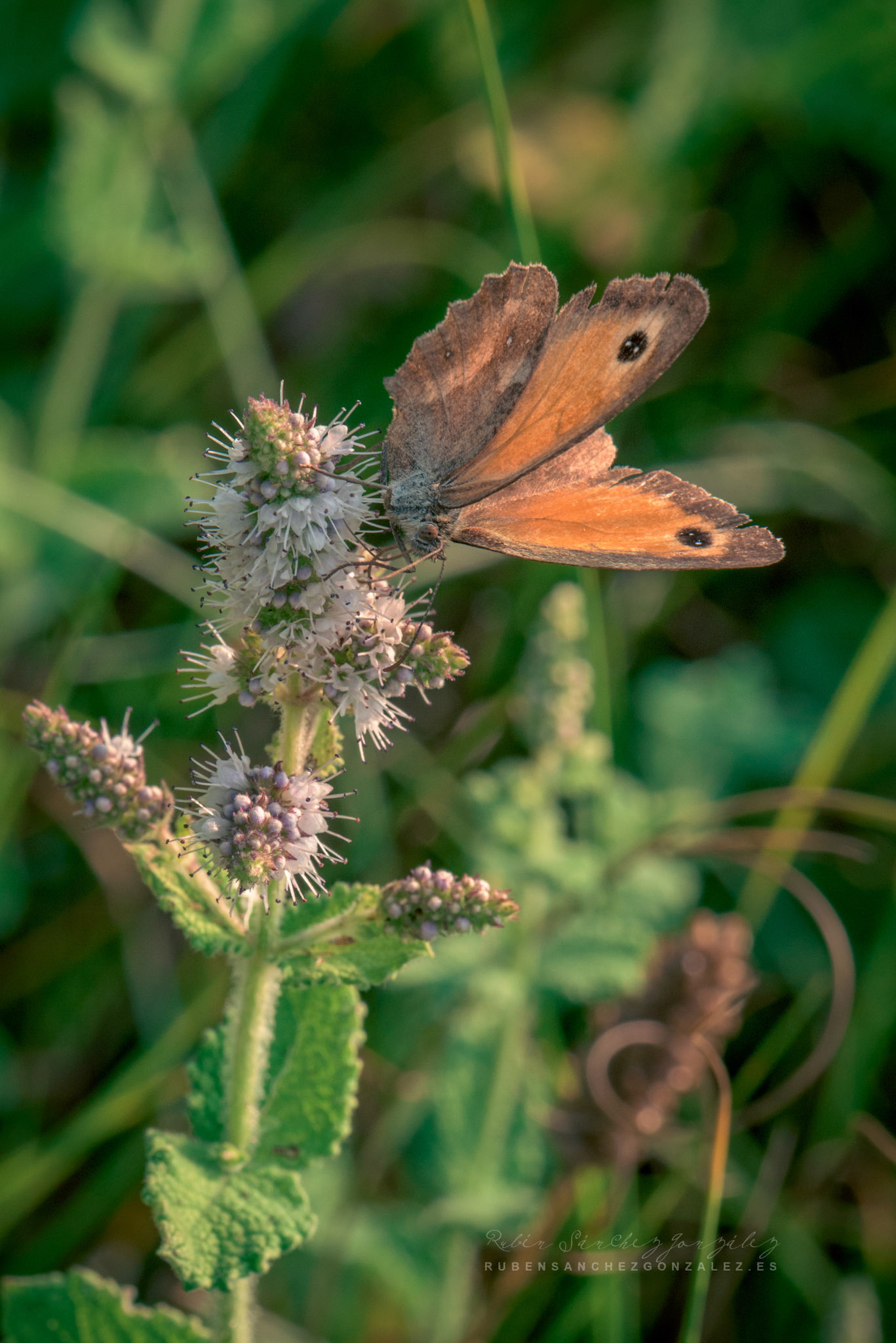 Maniola jurtina - lepidóptero - Macro