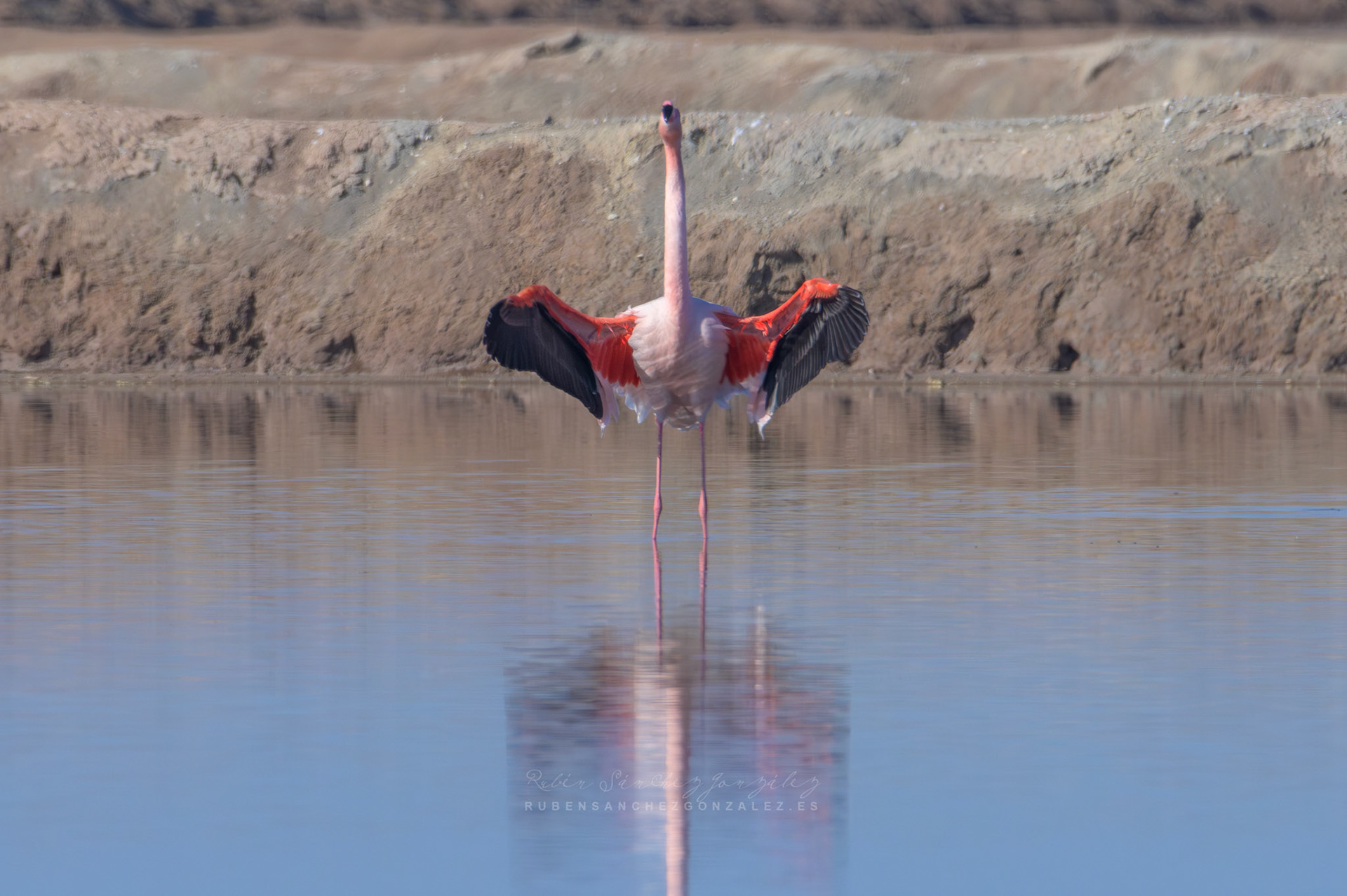 Flamenco o Phoenicopterus roseus - Aves
