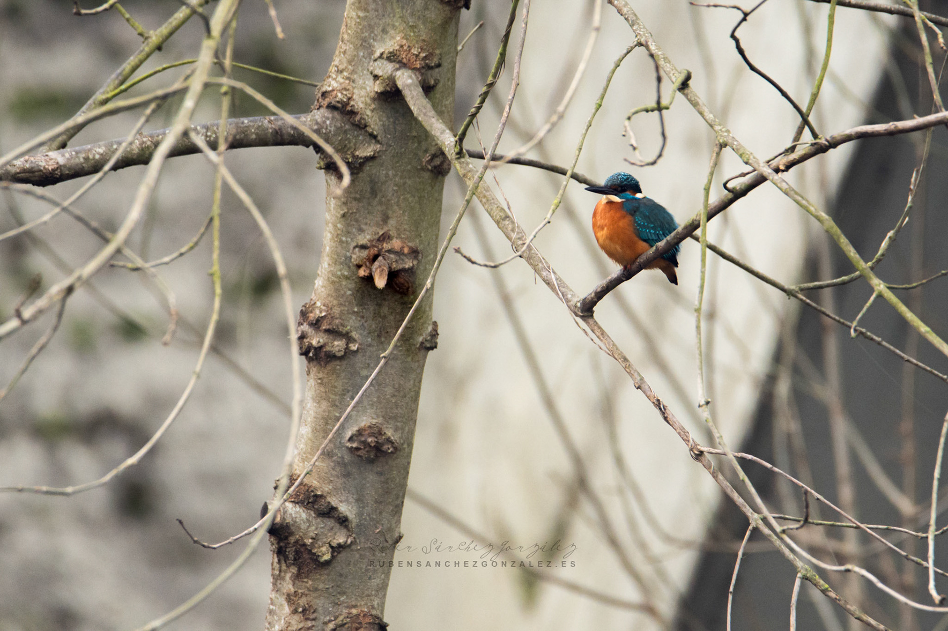 Martín pescador o Alcedo atthis - Aves