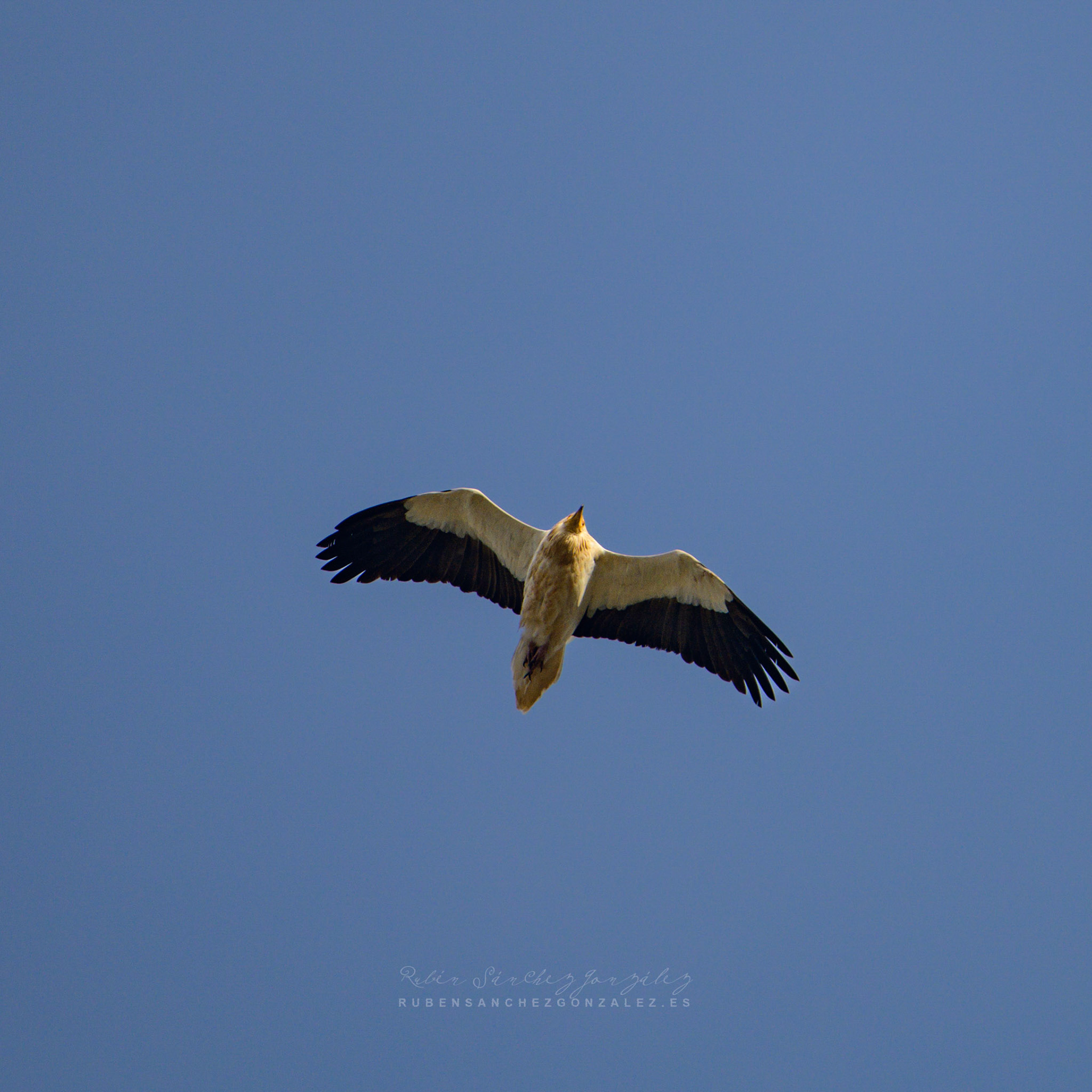 Alimoche o  Neophron percnopterus - Aves