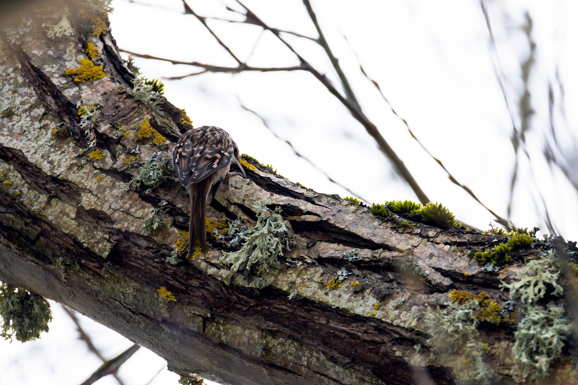 Agateador común o Certhia brachidactyla - Aves