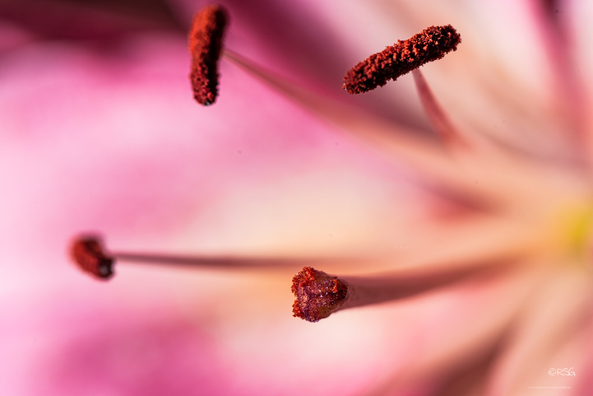 Lilium Lollypop - Macro