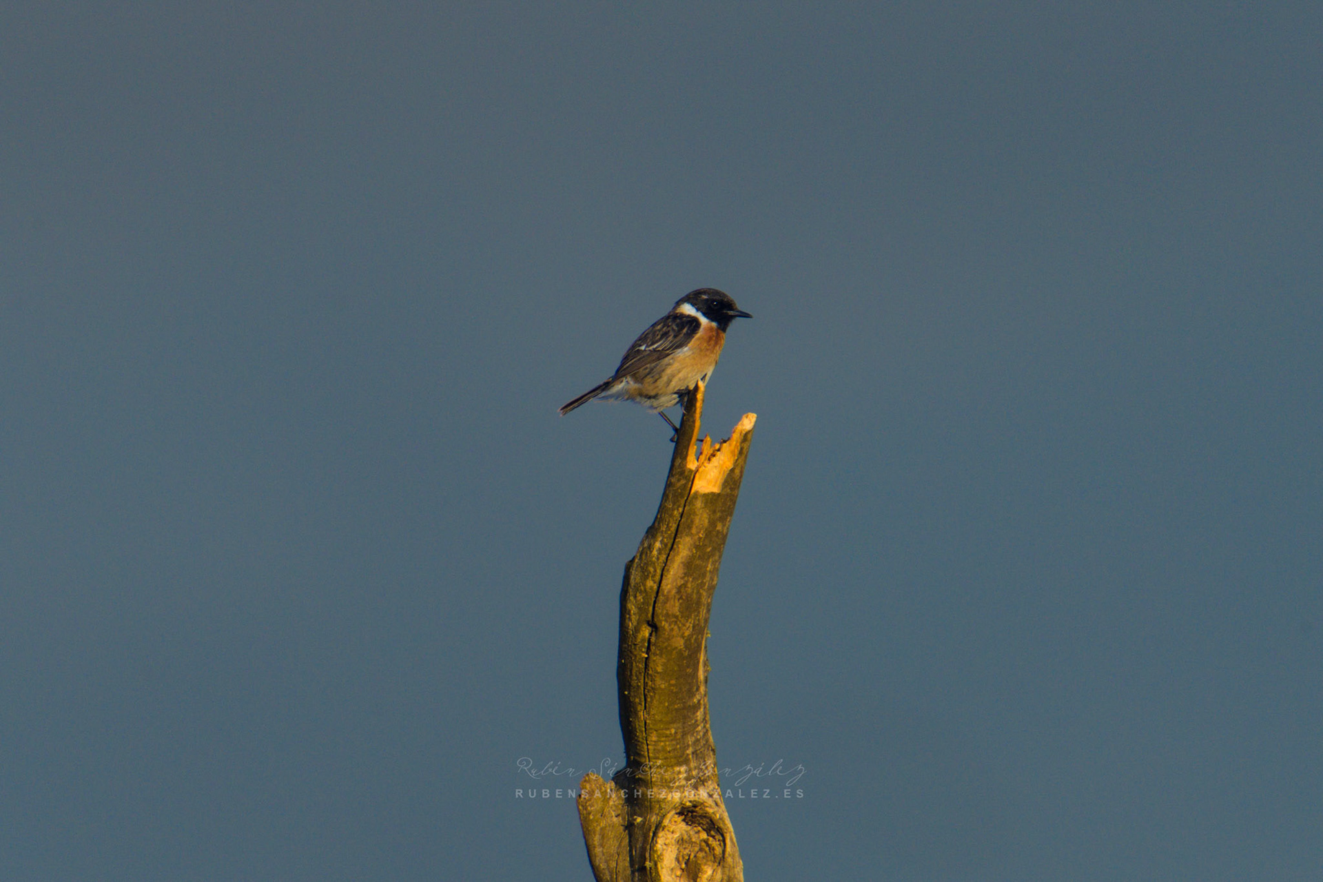 Tarabilla común o Saxicola rubicola macho - Aves