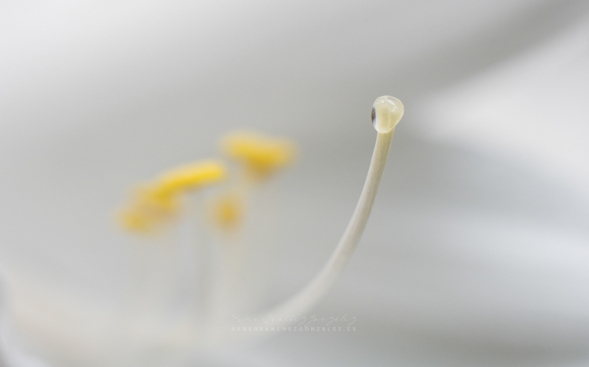 Lirio o Lilium candidum - Flores