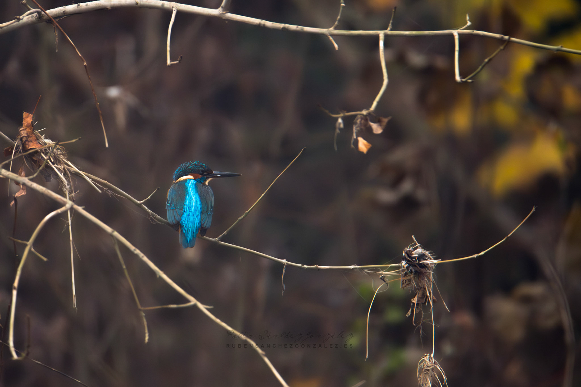 Martín pescador o Alcedo atthis - Aves