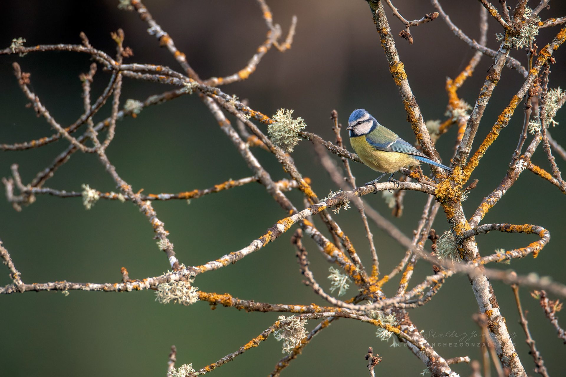Herrerillo común o Cyanistes caeruleus- Aves