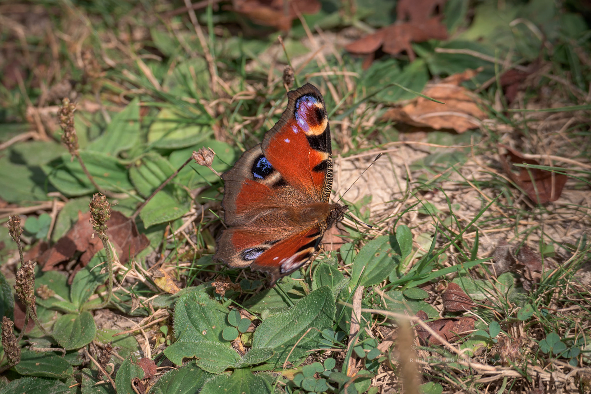 Mariposa pavo real o Inachis io - Macro