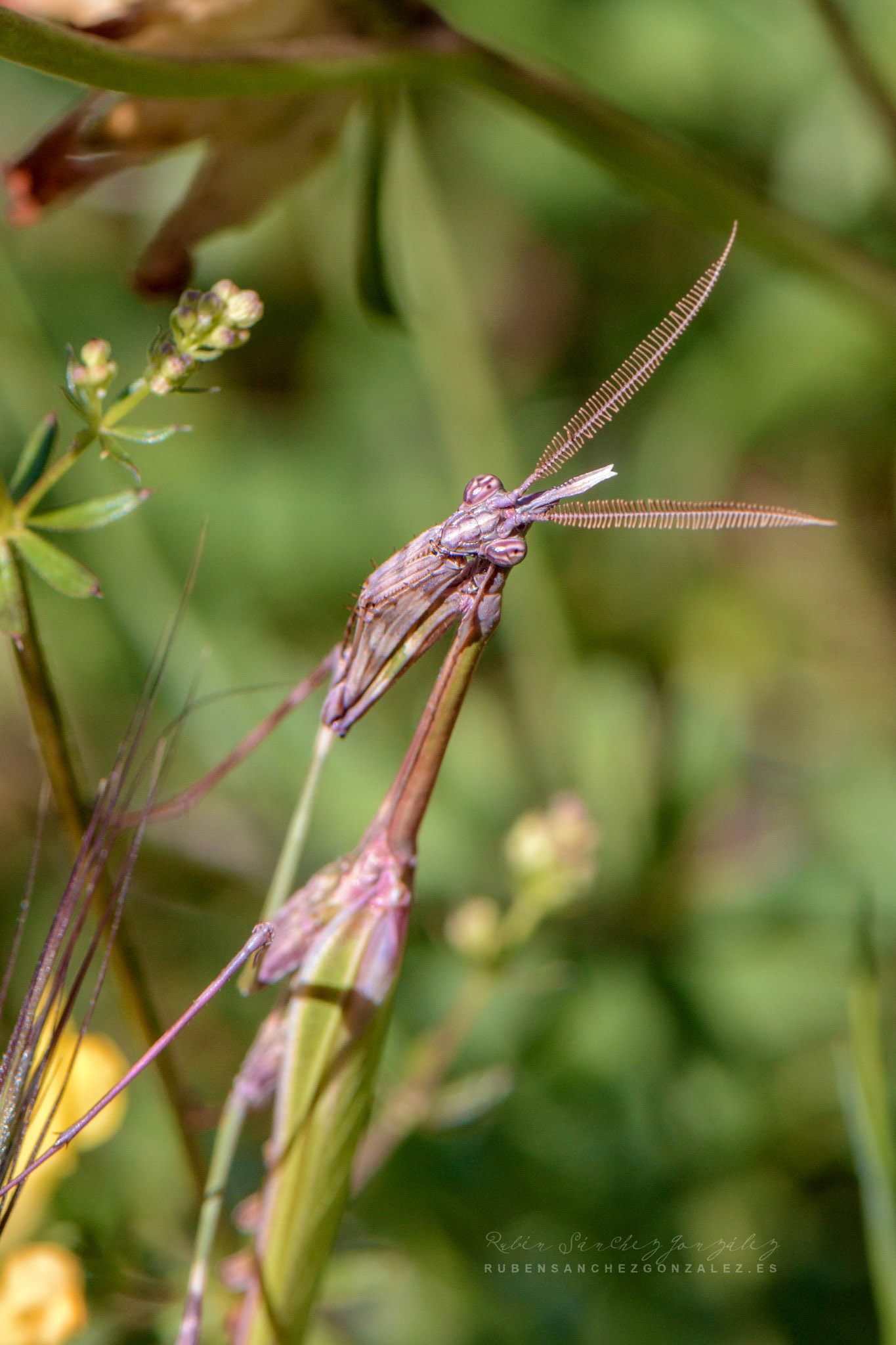 Empusa pennata - Macro