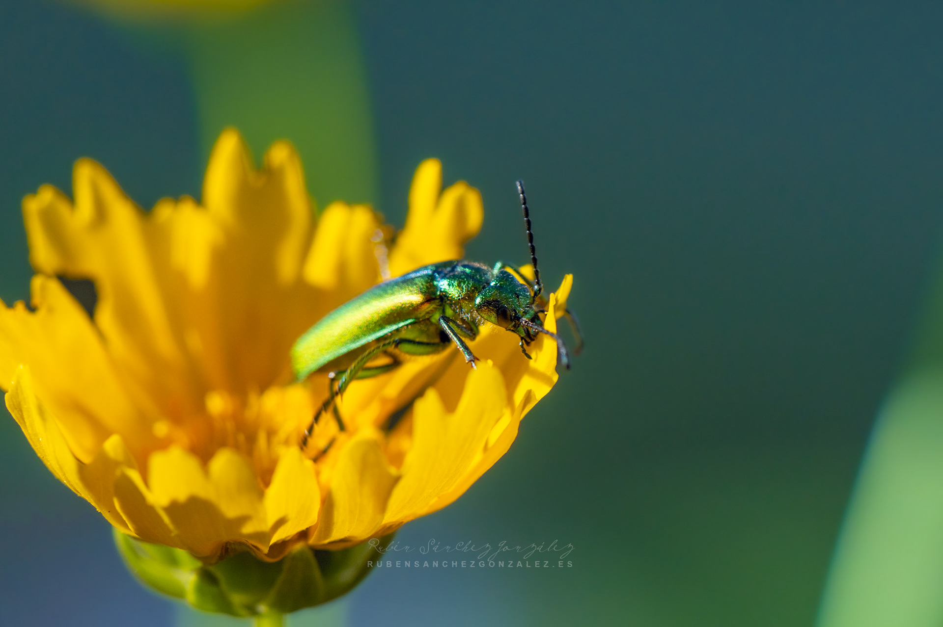 Cantárida medicinal o Lytta vesicatoria - Macro