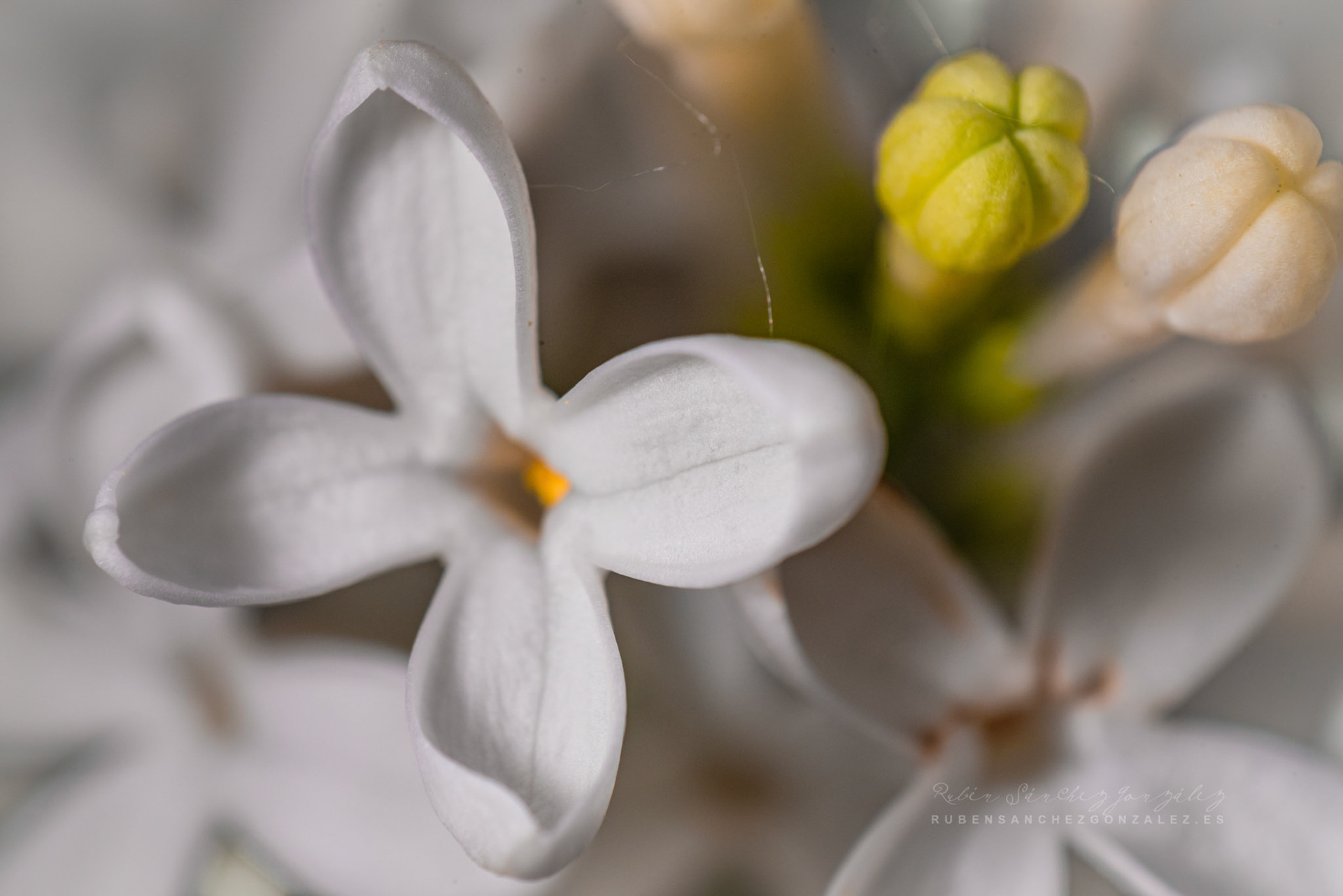 Syringa vulgaris - Lilo  - Flor Macro