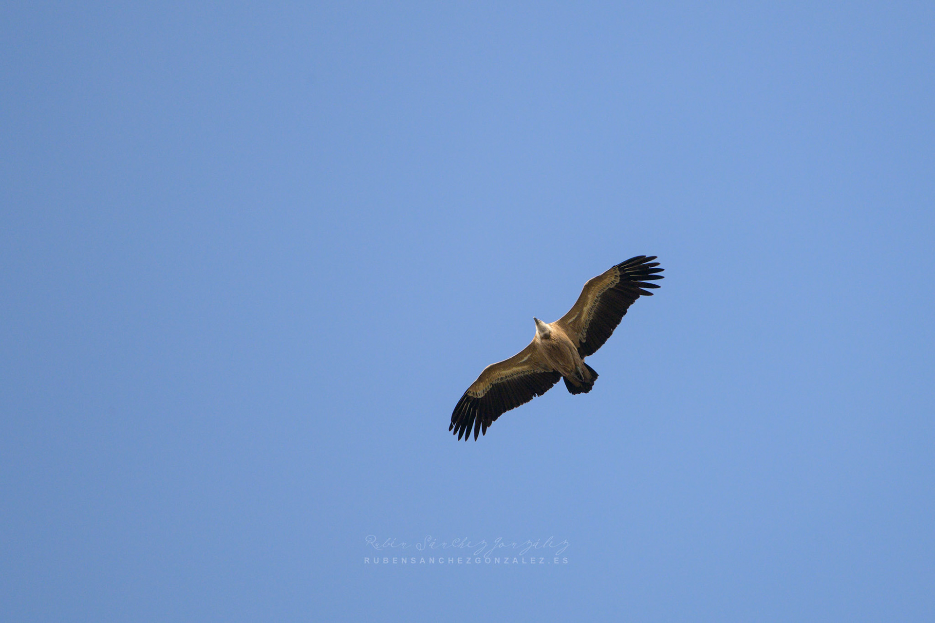 Buitre leonado o Gyps fulvus - Aves