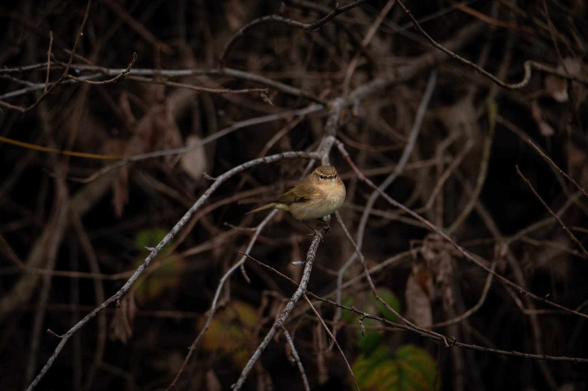 Mosquitero Común o Phylloscopus collybita - Aves