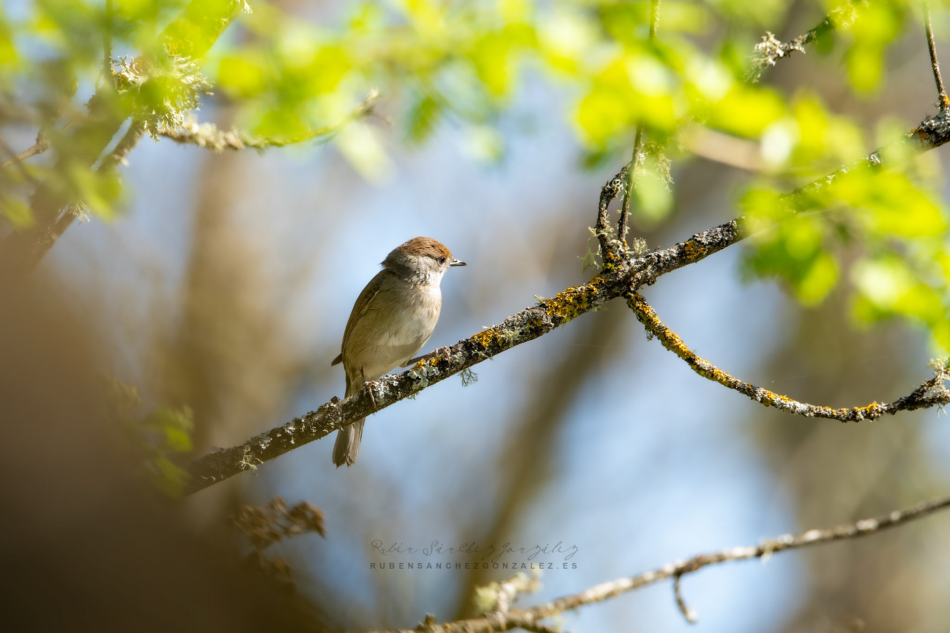 Curruca capirotada o Sylvia atricapilla -Aves