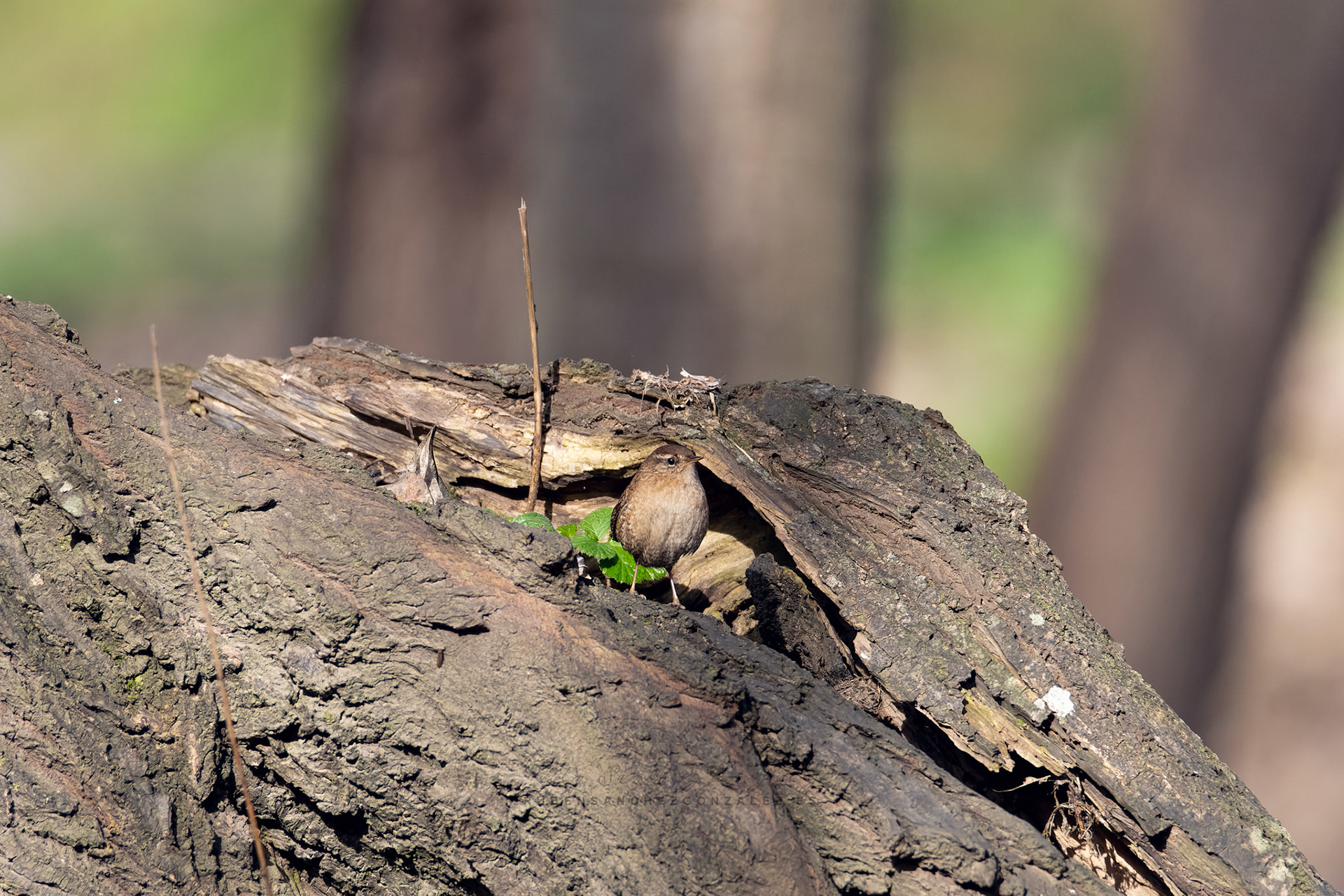 Chochín o Troglodytes troglodytes - Aves