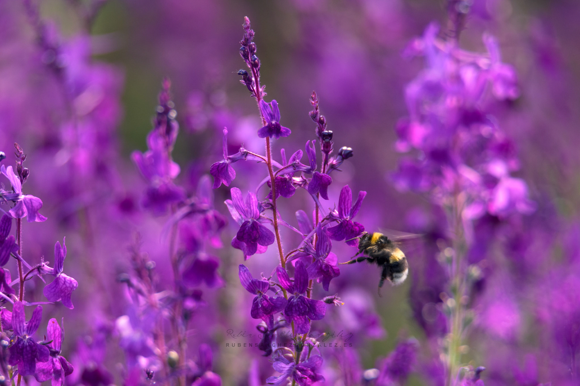 Abeja recolectando - Macro
