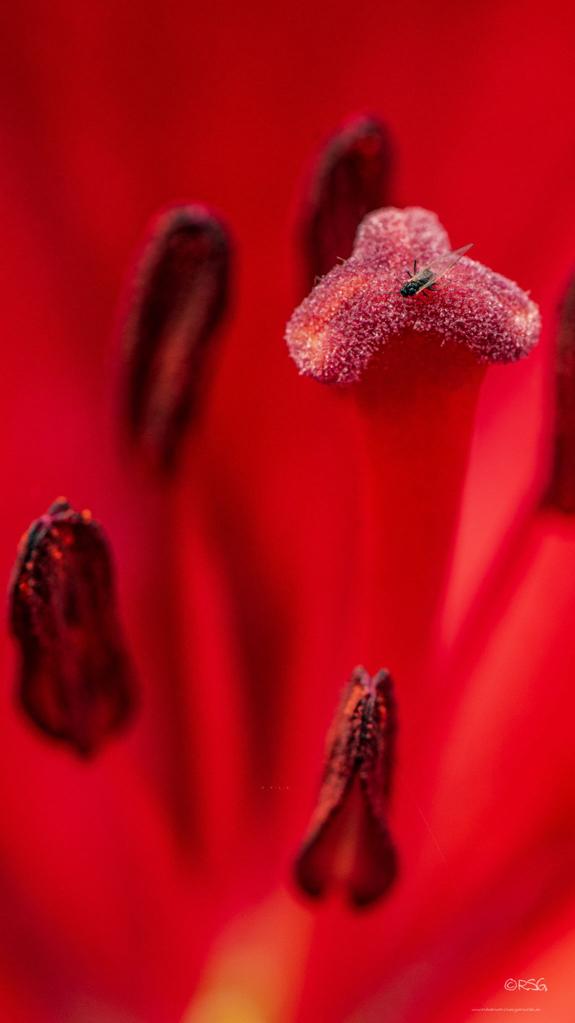 Lilium Ornamental - Macro