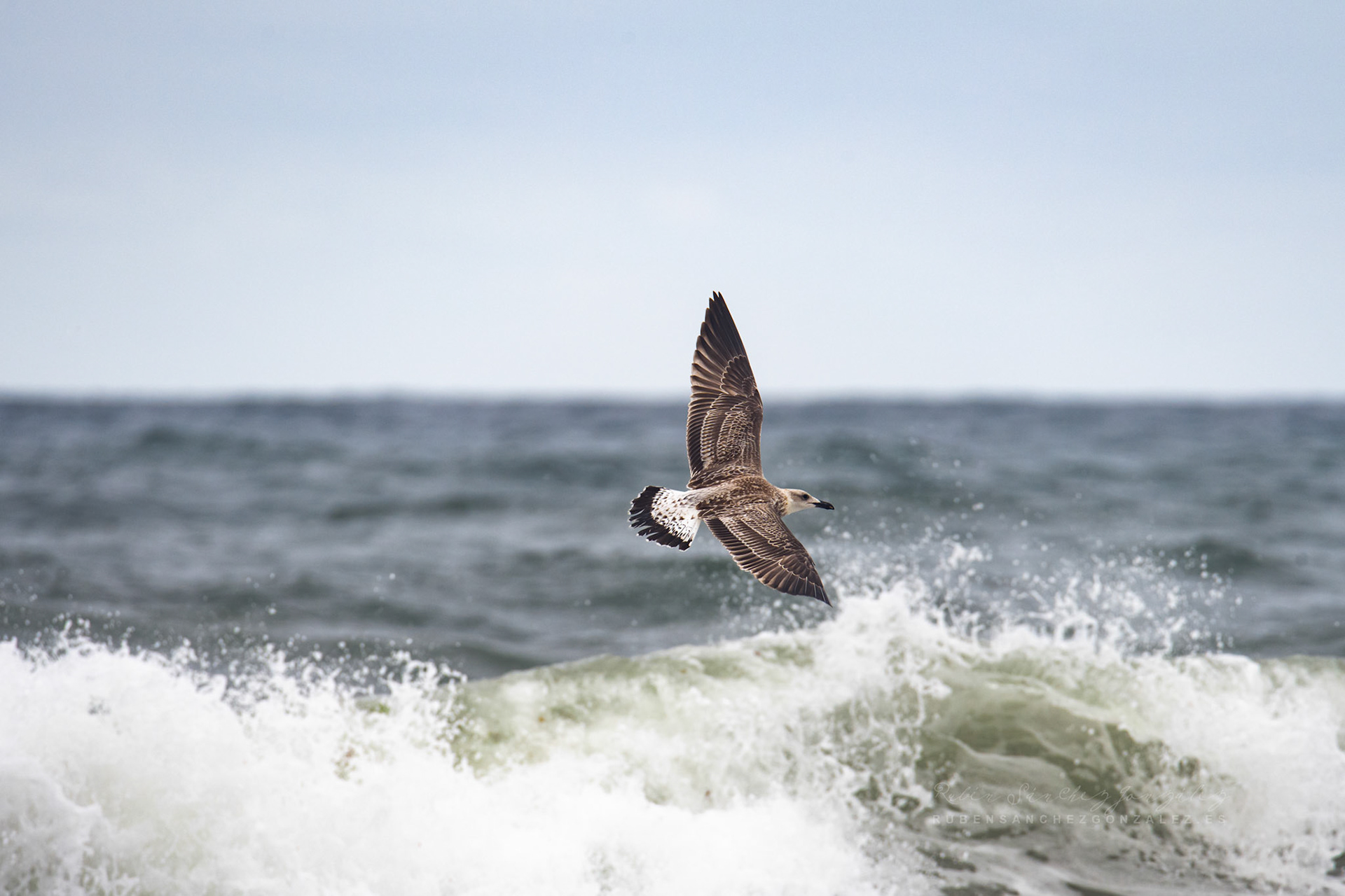 Gaviota de Heuglin o Larus heuglini - Aves