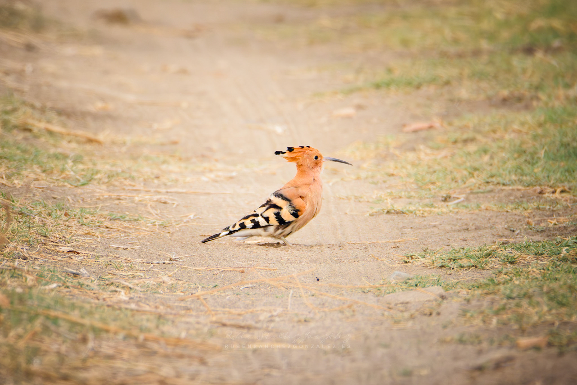 Abubilla o Upupa epops - Aves