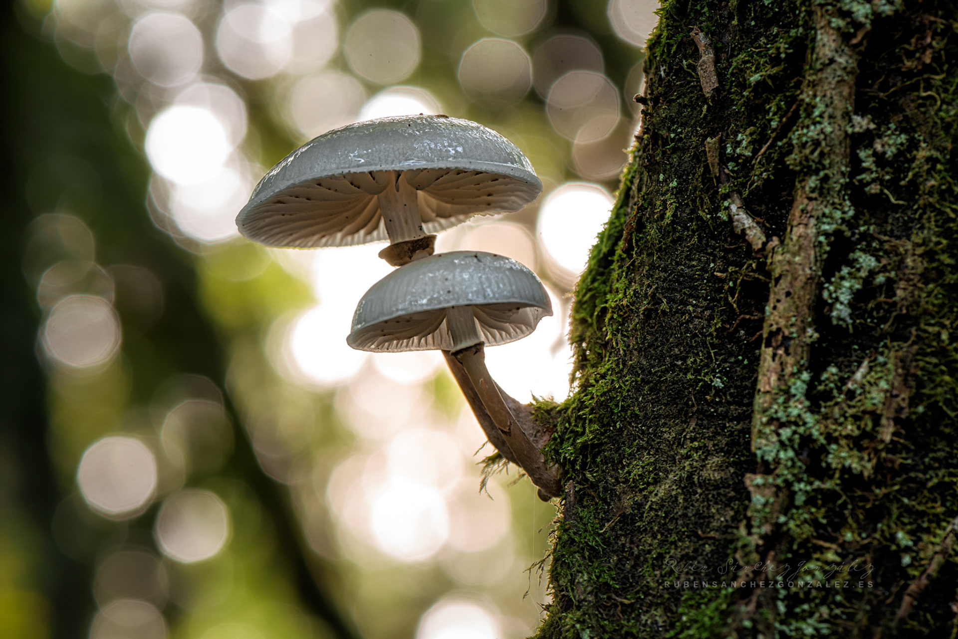 Setas en el arbol - Macro