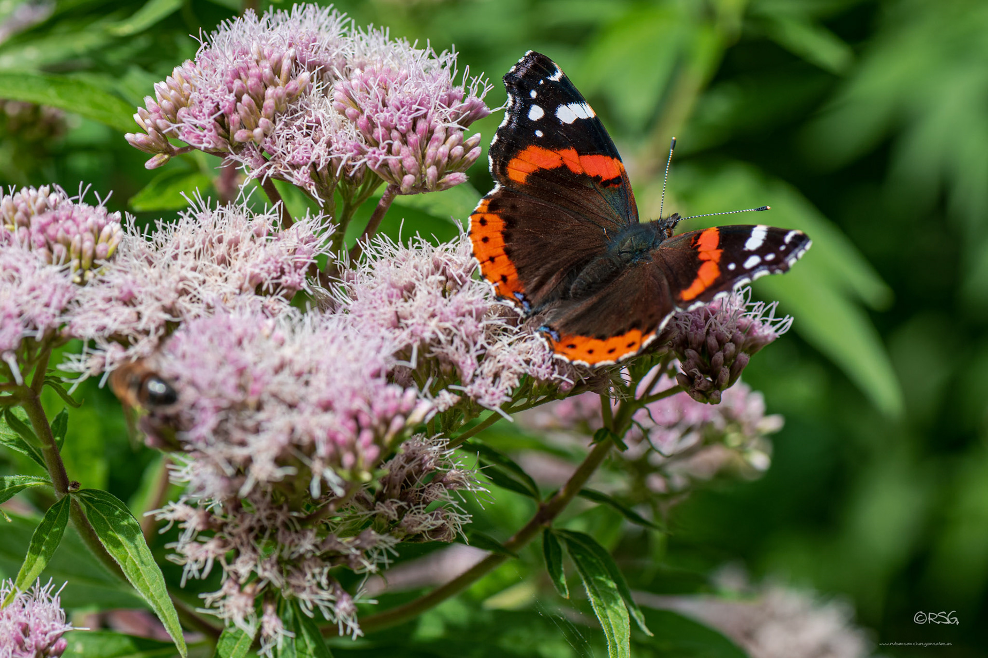 Mariposa o Vanessa atalanta - Macro