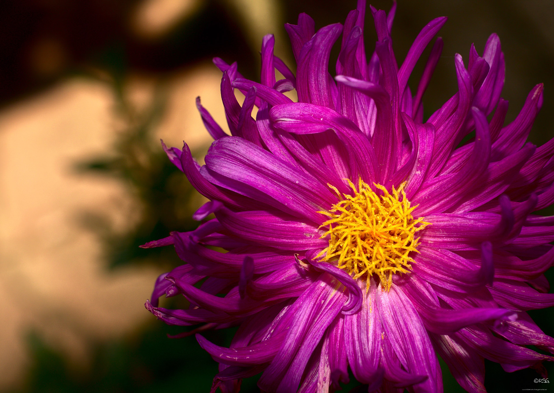 Dahlias - Macro