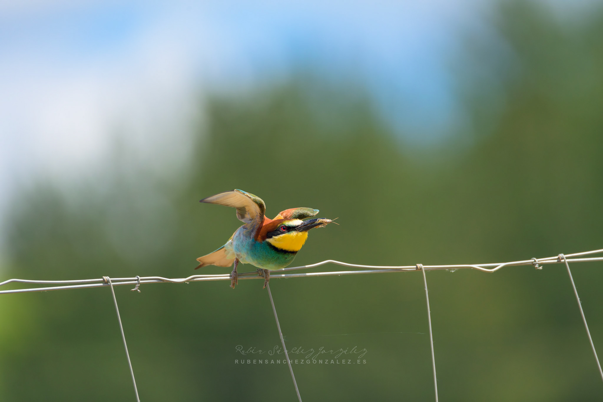 Abejaruco o Merops apiaster - Aves