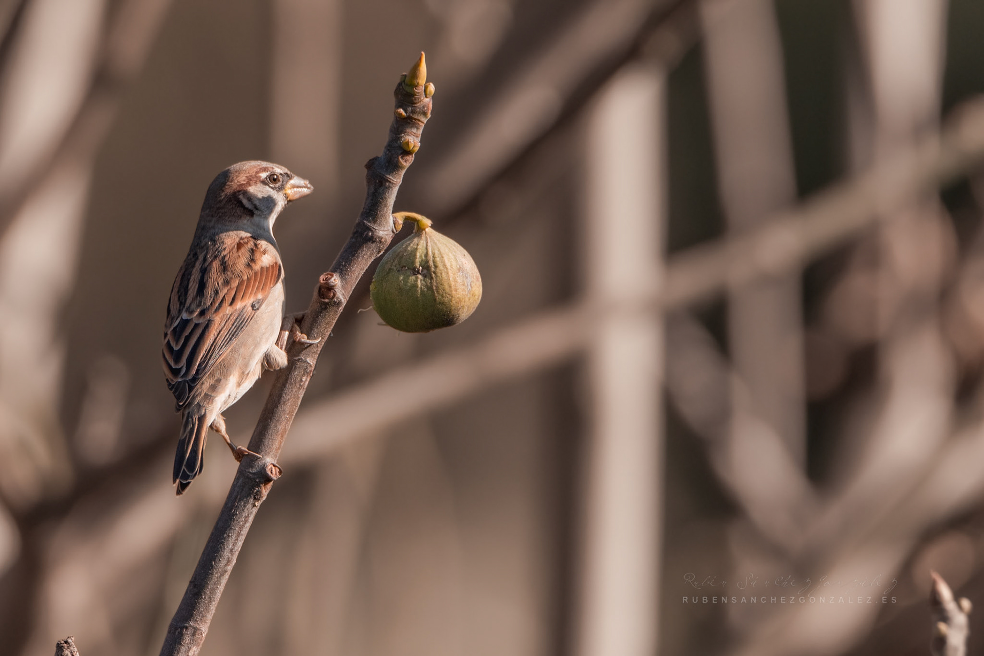 Gorión o Passeridae - Aves