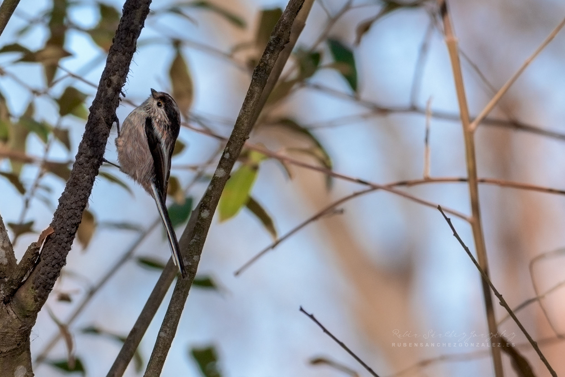 Mito o Aegithalos caudatus - Aves
