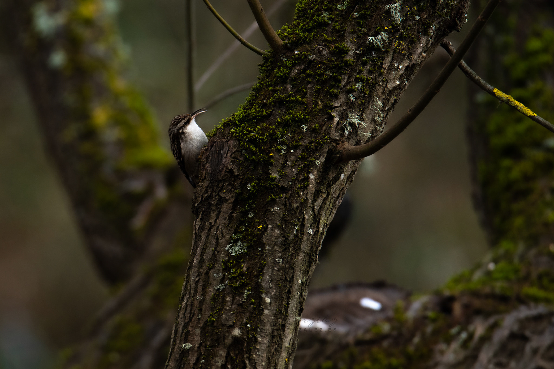 Agateador común o Certhia brachydactyla - Aves