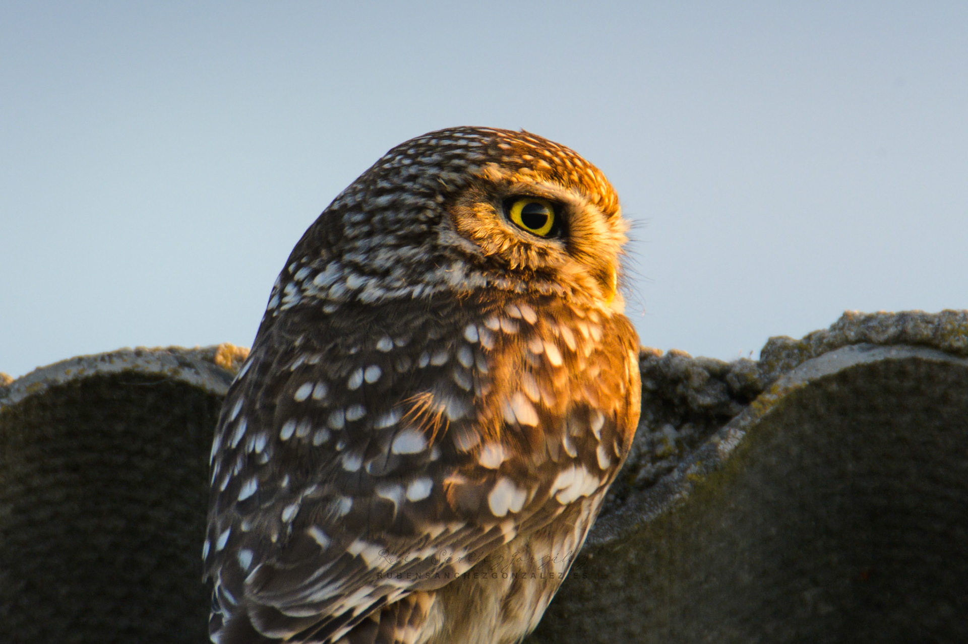 Mochuelo común o Athene noctua - Aves