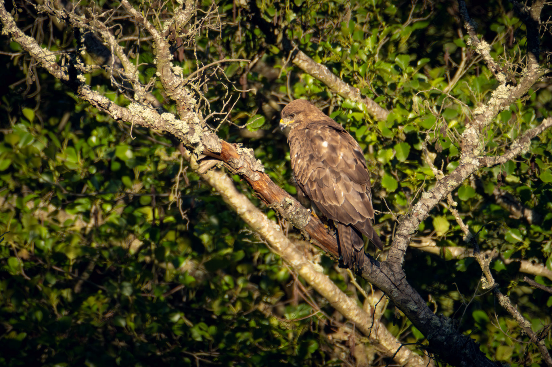 Bustardo ratonero o Buteo buteo - Aves