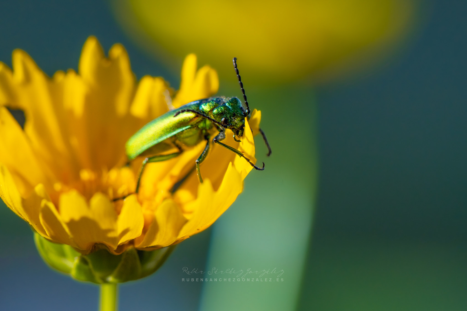 Cantárida medicinal o Lytta vesicatoria - Macro