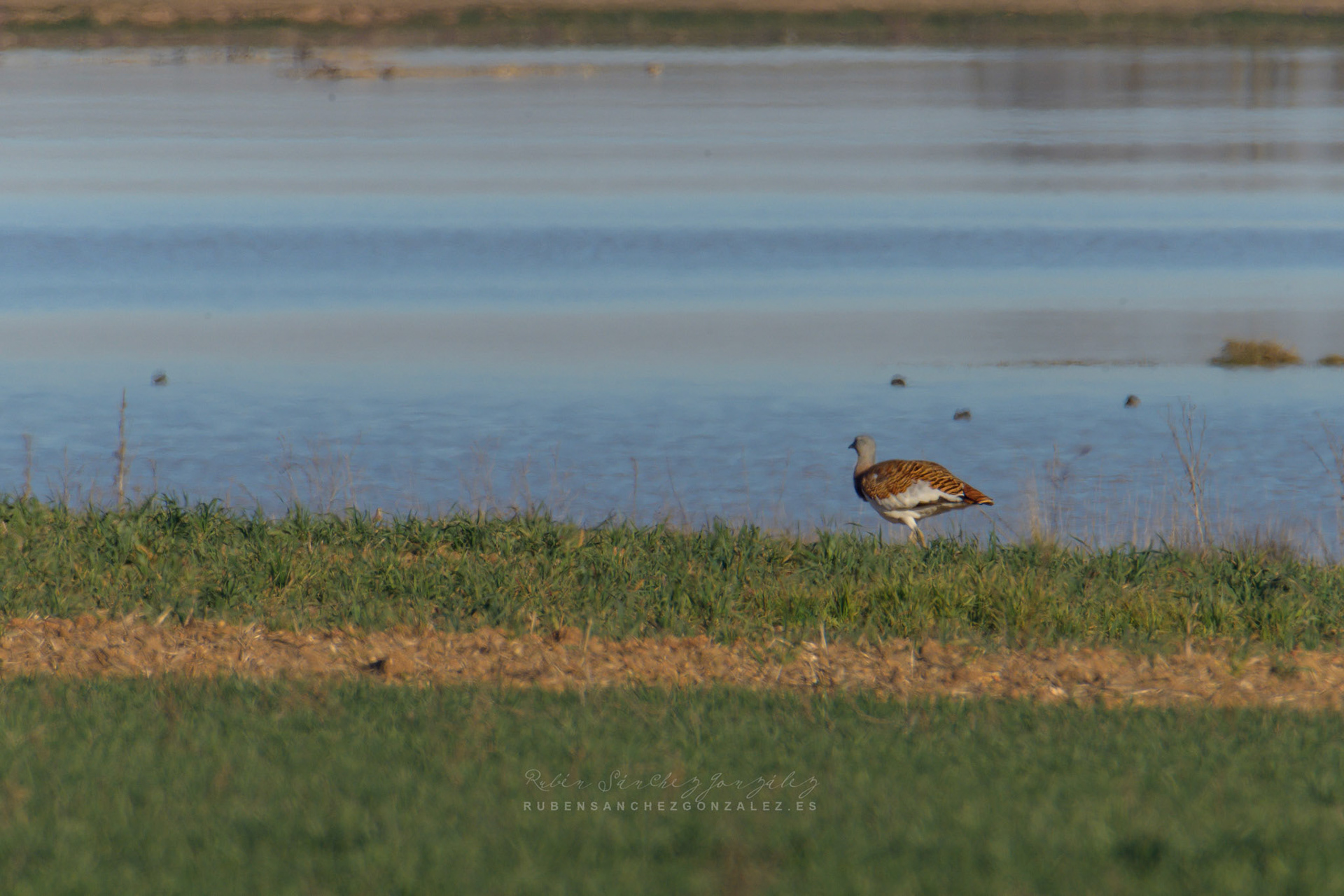 Avutarda o Otis tarda - Aves