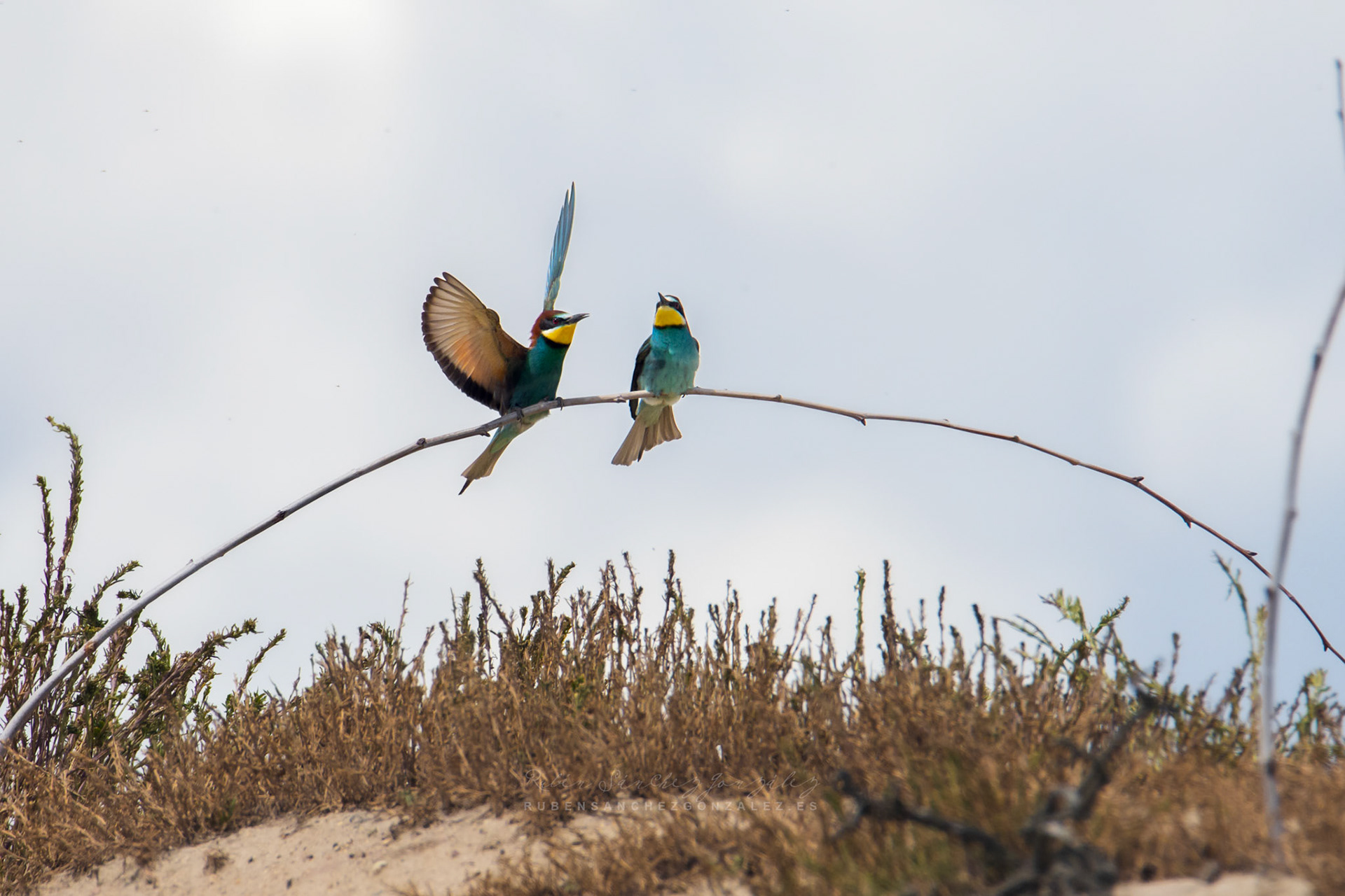 Abejaruco o Merops apiaster - Aves