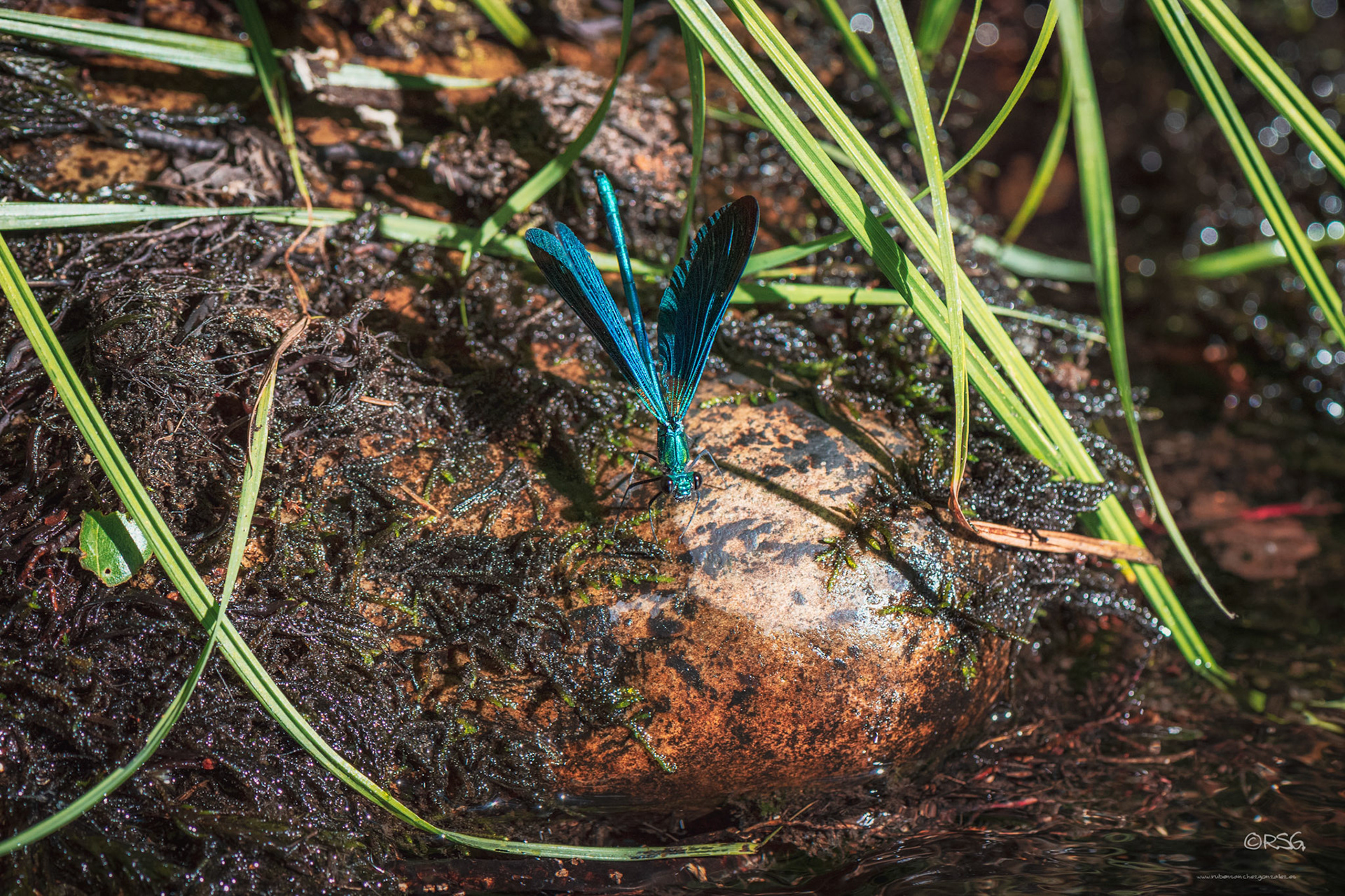 Libélula - Dragonfly - Macro