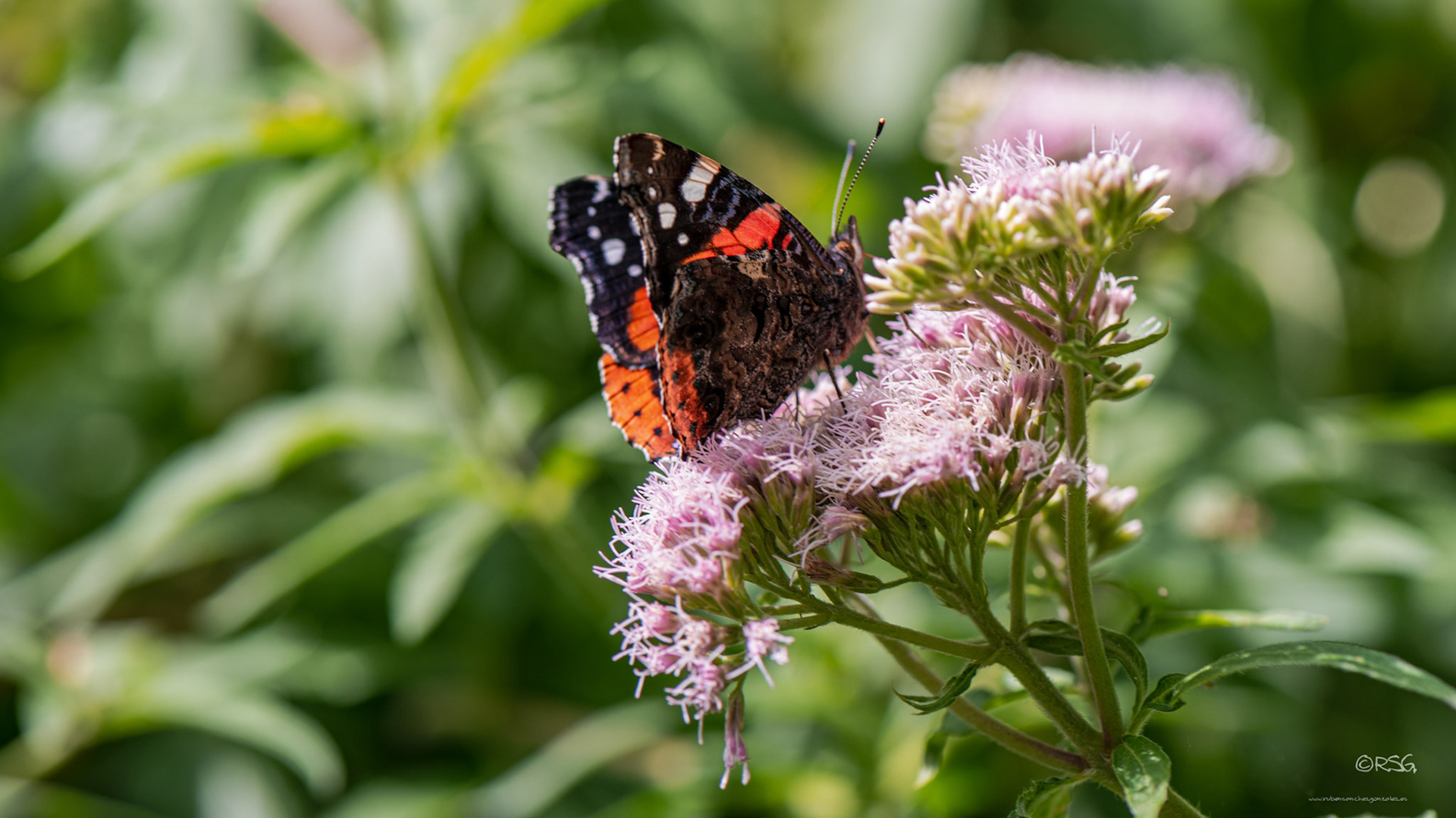 Mariposa o Vanessa atalanta - Macro