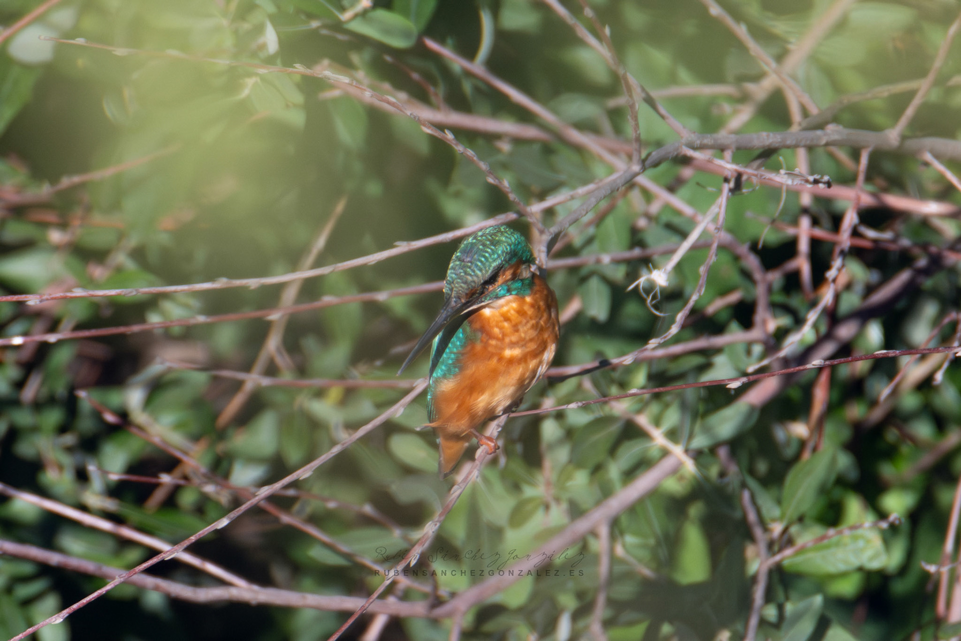 Martín pescador o Alcedo atthis - Aves